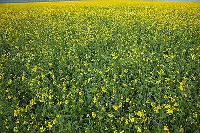 横板类魂《最后的信念》跳票11月 PC测试版现已开放